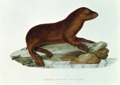 Un cachorro de león marino australiano (neophoca cinerea) ilustración de 